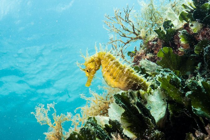 Small-Group Introductory Scuba Diving in Pula - Price and value in Pula: is $102.02 worth it?