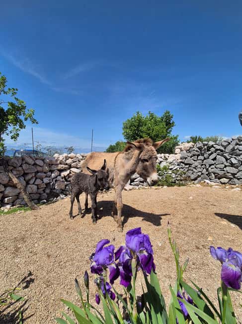Šmrika (near Rijeka/Krk/Crikvenica) Donkey Farm Family Fun - Key things to love about Šmrika Donkey Farm