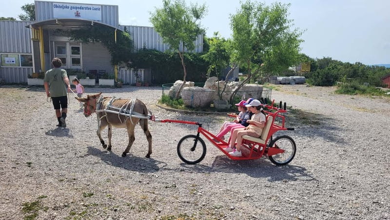 Šmrika (near Rijeka/Krk/Crikvenica) Donkey Farm Family Fun - First Steps at the Farm: What You Do Before You Ride