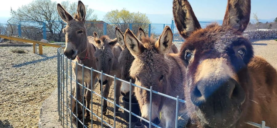 Šmrika (near Rijeka/Krk/Crikvenica) Donkey Farm Family Fun - The Donkey-Pulled Cart Drive in the Yard