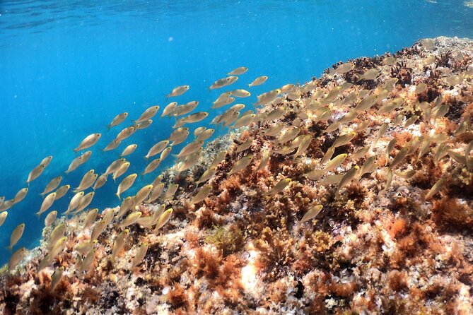 SNORKELING ADVENTURE | Pula Boat - The shipwreck stop, why it often becomes the main memory