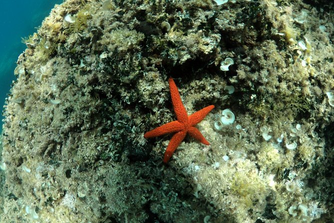 SNORKELING ADVENTURE | Pula Boat - Price and value: is $59.35 fair for what you get?