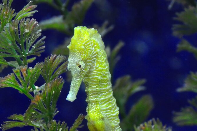 Snorkeling tour Makarska Riviera, islands of Hvar or Brač - Weather, Sea Conditions, and Why This Tour Needs a Flexible Mindset