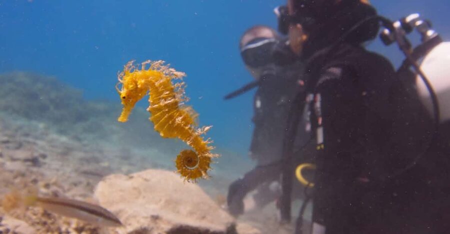Split-Makarska-Brela Try SCUBA Dive - Split-Makarska-Brela Try Scuba: the Small-Group Advantage