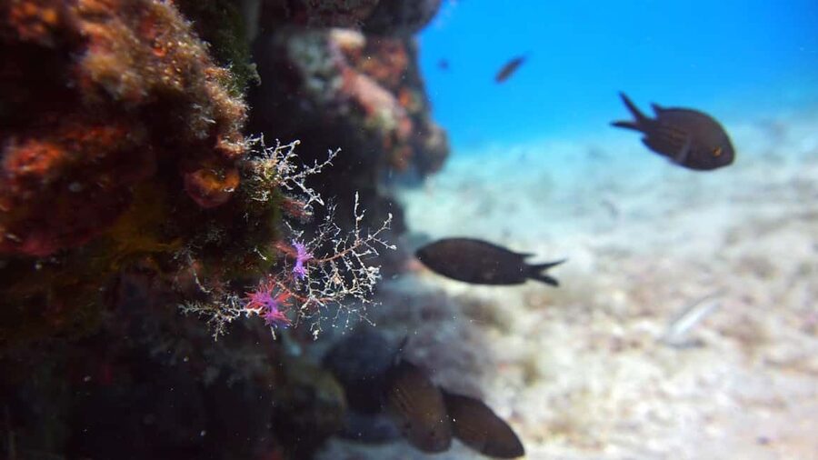 Split-Makarska-Brela Try SCUBA Dive - What to Bring (and How to Show Up Ready)