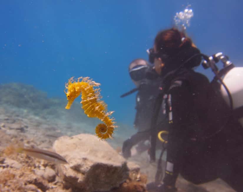 Split-Makarska-Brela Try SCUBA Dive - Private Try Scuba in Brela: Calm Coaching Where You Start at the Water