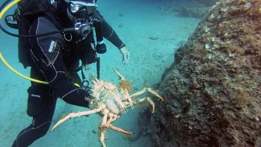 Split-Makarska-Brela Try SCUBA Dive - The Adriatic Setting: Clear Water, Familiar Site, Practical Location