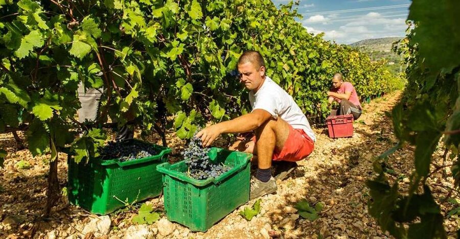 Split or Trogir: Krka Waterfalls & Wine and Food tasting - Getting from Split or Trogir to Krka, without the stress