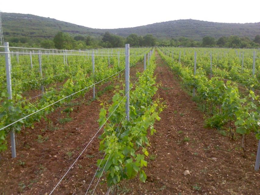 Split or Trogir: Krka Waterfalls & Wine and Food tasting - Ranch Rak winery: local wines paired with homemade bites