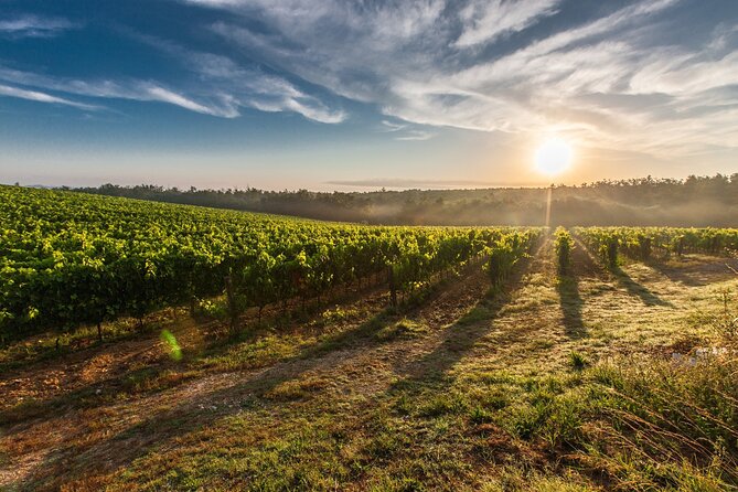 Split/Trogir/Kastela: Krka Private Tour - option: Wine Tasting - Plastovo winery tasting: indigenous grapes, local olive oil, and foraged flavors