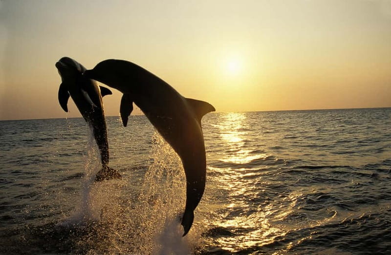 Sunset Dolphin Cruise with Dinner – Medulin Archipelago - Key highlights at a glance