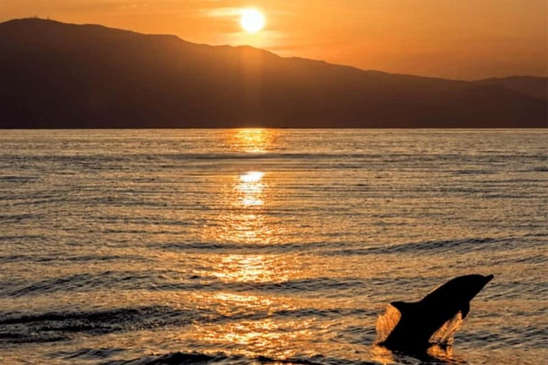 Sunset Dolphin Cruise with Dinner – Medulin Archipelago - Medulin at sunset, why this time of day works