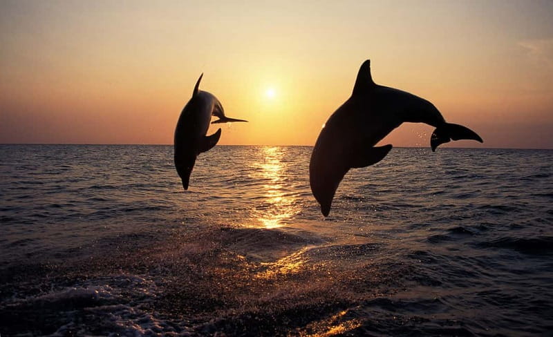 Sunset Dolphin Cruise with Dinner – Medulin Archipelago - Cape Kamenjak and the coastline change you can feel from the deck