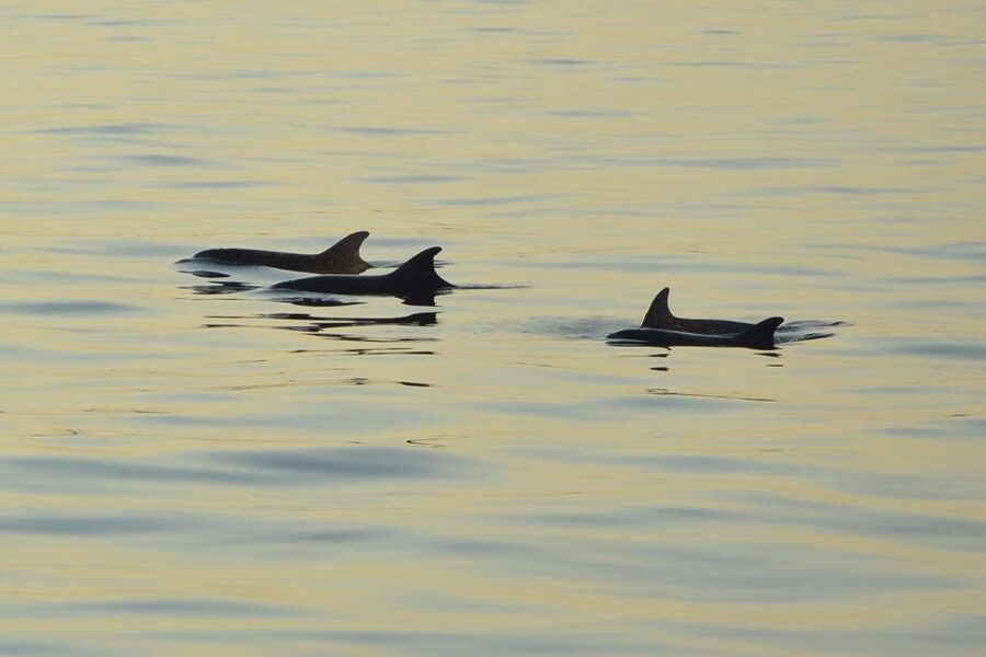Sunset Dolphin Cruise with Dinner – Medulin Archipelago - Dolphin watching in the wild, what to expect without stress