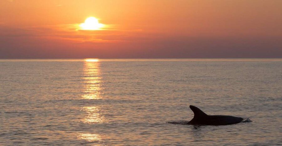 Sunset Dolphin Cruise with Dinner – Medulin Archipelago - Dinner on board, fish, meat, or vegetarian plus unlimited drinks