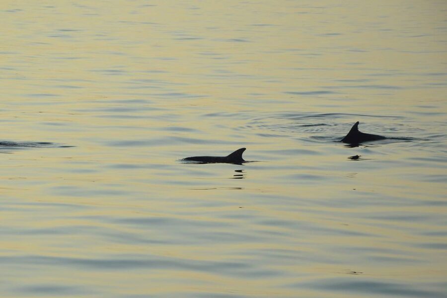 Sunset Dolphin Cruise with Dinner – Medulin Archipelago - The Medulin sailing loop, passing by Medulin and a sunset viewpoint stop