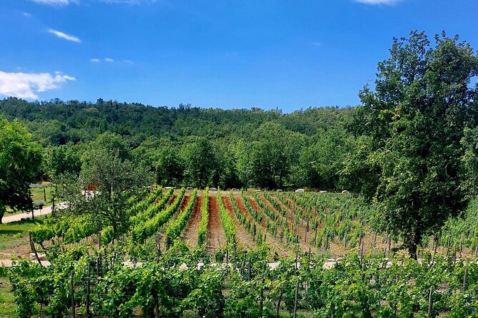 Taste of Istria - wine, brandy, vinegar, local food - Vinegar tasting in Istria is not just a gimmick