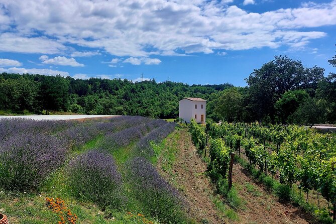 Taste of Istria - wine, brandy, vinegar, local food - 3 fingerfoods and 3 Istrian wines: the pairing logic