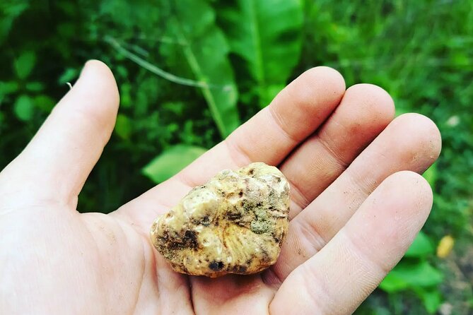 Truffle hunting adventure - Price and value: $49.60 that’s easier to justify than it seems