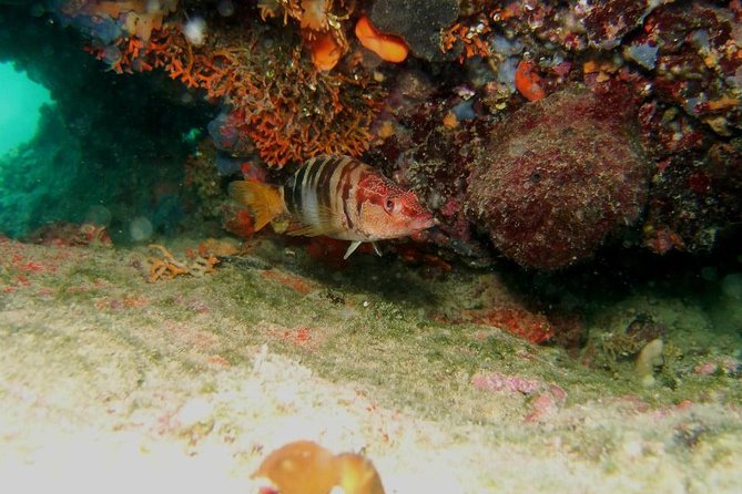 Try Scuba Diving in Split - Open Water Training: The Part That Builds Confidence Fast