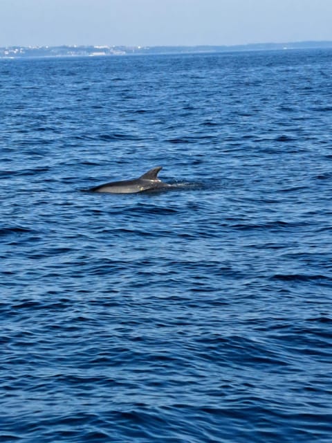 Umag: Dolphinwatching & sunset panorama tour - Savudrian Lighthouse and the Italian Horizon: The Route Makes the Time Fly