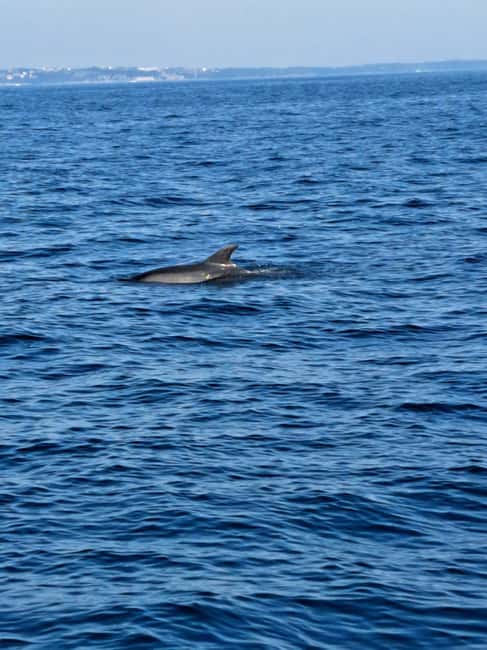 Umag: Snorkeling & dolphinwatching morning boat tour - From Umag port to open sea: how the morning tour runs