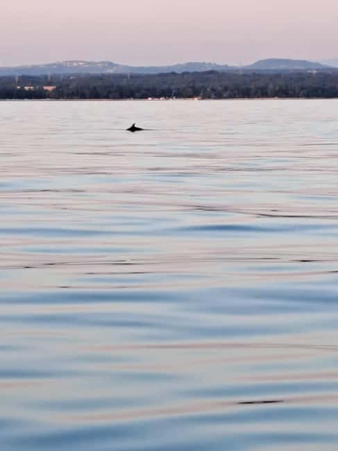 Umag: Snorkeling & dolphinwatching morning boat tour - Price and value: is $47 fair for dolphinwatching plus snorkeling?