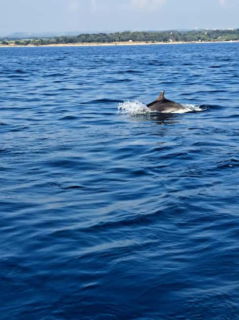 Umag: Snorkeling & dolphinwatching morning boat tour - Snorkeling near Zambratia: a rocky reef with included gear