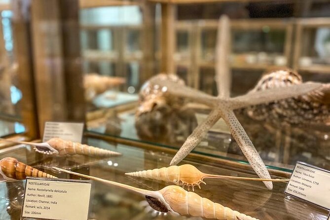 Visit Shell Museum Cavtat - Shell Museum Cavtat at Glossus Humanus: what it really is