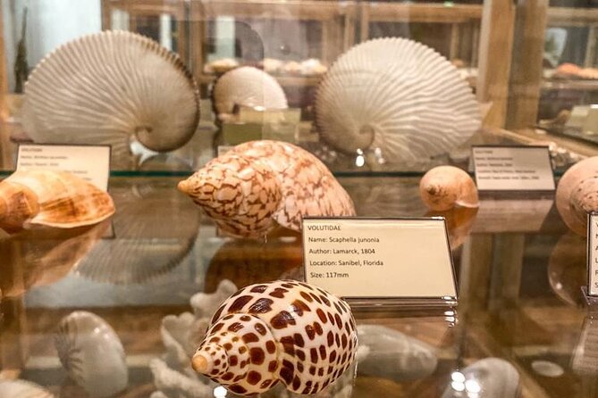 Visit Shell Museum Cavtat - Guided walkthrough: how the experience flows