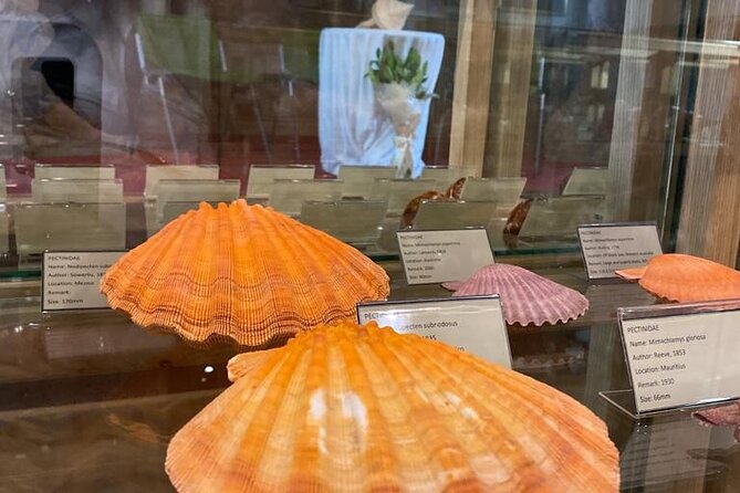 Visit Shell Museum Cavtat - Optional extras: audio guide and Junior Shell Explorer