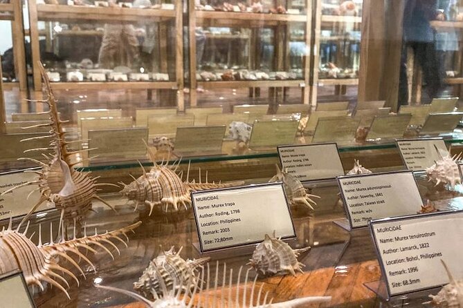 Visit Shell Museum Cavtat - What you’ll see inside the museum
