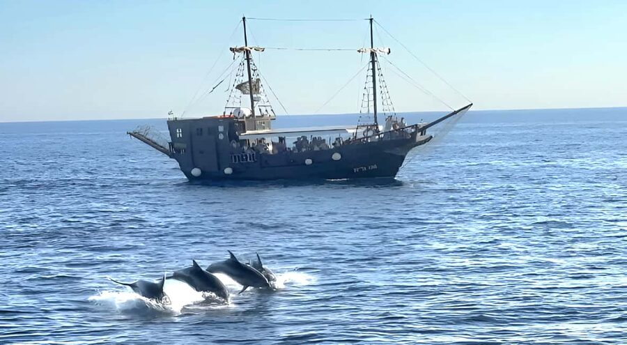 Vrsar: Dolphin Watching Boat Ride - Vrsar and the Adriatic: why this boat ride feels different