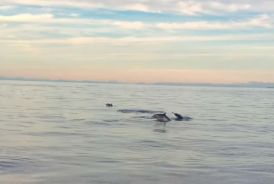 Vrsar: Dolphin Watching Boat Ride - What happens right after you board