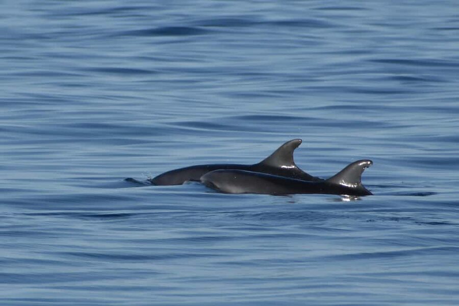 Vrsar: Dolphin Watching Boat Ride - Dolphin spotting, explained in plain terms