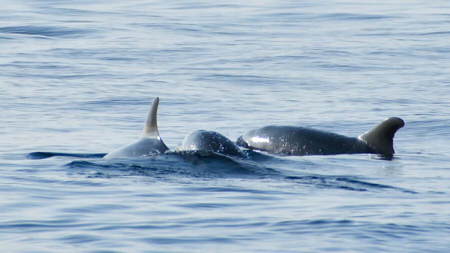 Vrsar: Dolphin Watching Boat Ride - Panoramic views of Vrsar you do not get from land