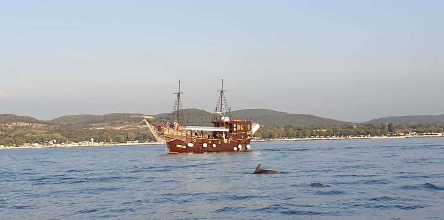 Vrsar: Dolphin Watching Boat Ride - Languages and staff style that make the ride easier