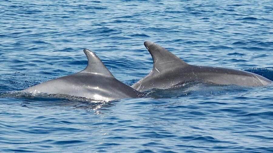 Vrsar: Dolphin Watching Boat Ride - Pirate Boat Sveta Ana: your easy start and comfortable timing