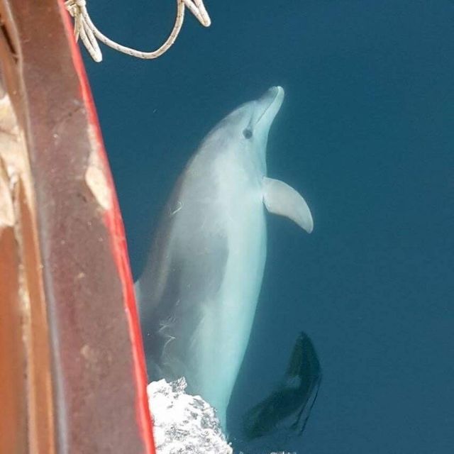 Vrsar: Dolphin Watching Boat Tour including Drinks - Sunset Timing Over the Adriatic, and Why It Helps You Spot Dolphins