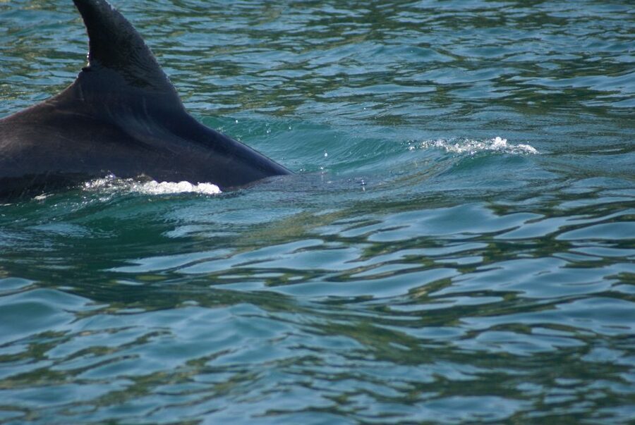 Vrsar: Dolphin Watching Boat Tour including Drinks - Comfort, Motion, and the Realities of Sea Time