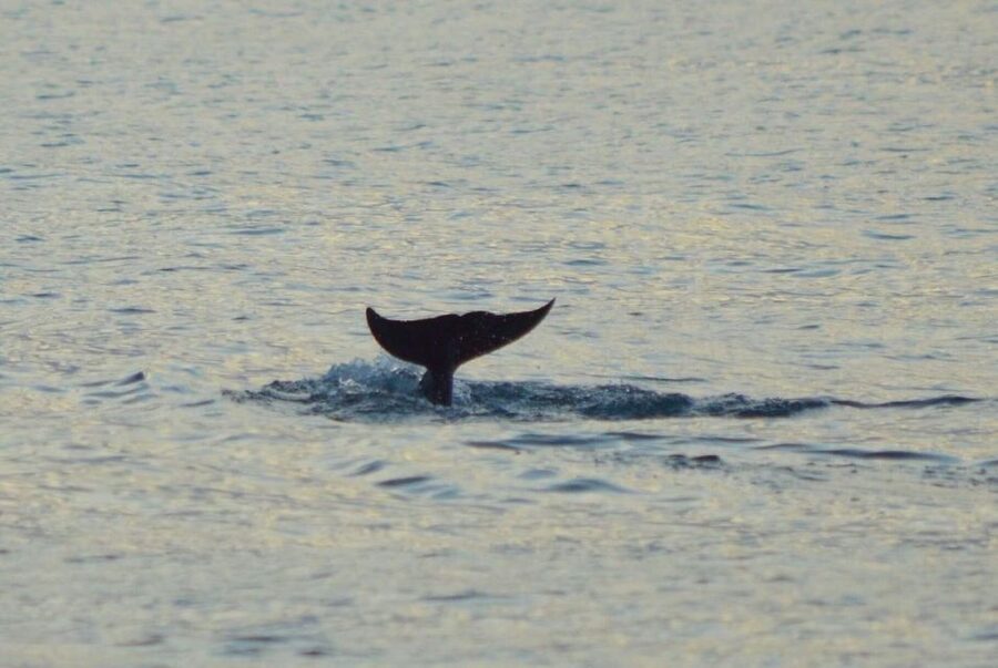 Vrsar: Dolphin Watching Boat Tour including Drinks - Price and Value for a Sunset Cruise With Dolphins