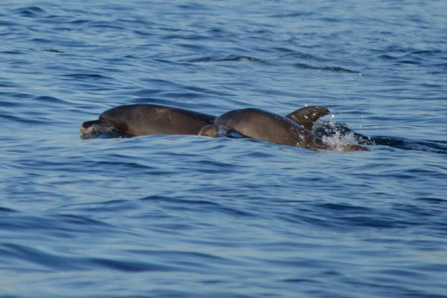 Vrsar: Dolphin Watching Boat Tour including Drinks - Should You Book This Dolphin Watching Tour From Vrsar?
