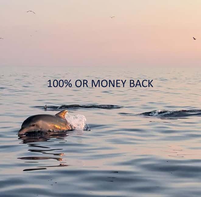 Vrsar: Dolphin-Watching Sunset Adventure with Speedboat - Key things that make this dolphin sunset trip worth it
