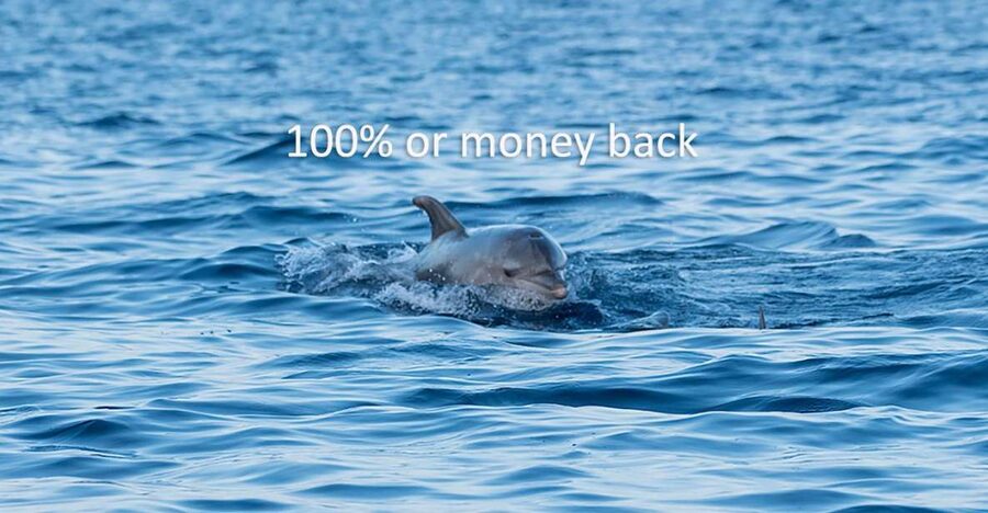 Vrsar: Dolphin-Watching Sunset Adventure with Speedboat - Value at around $29: what you’re paying for