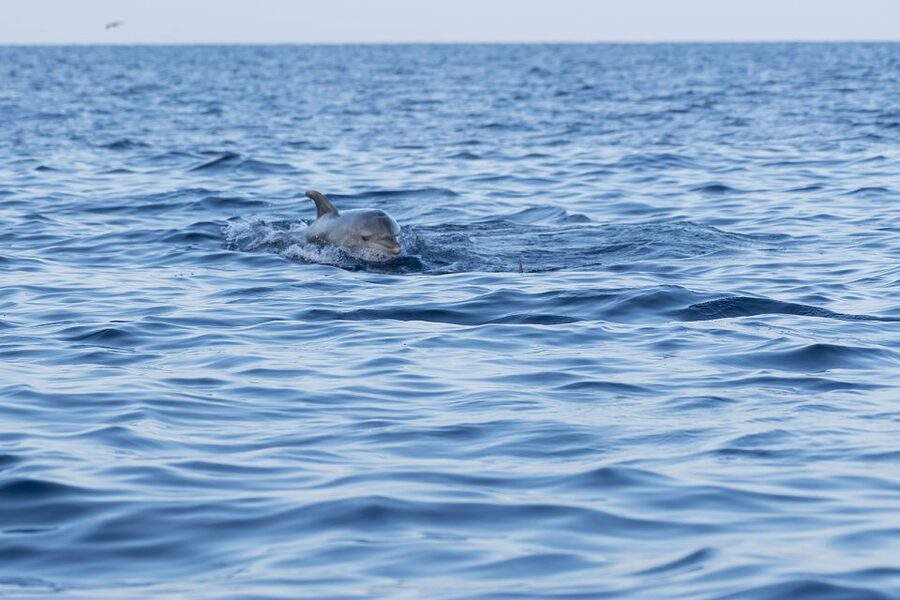 Vrsar: Dolphin-Watching Sunset Adventure with Speedboat - Vrsar at Golden Hour: What this dolphin adventure really feels like