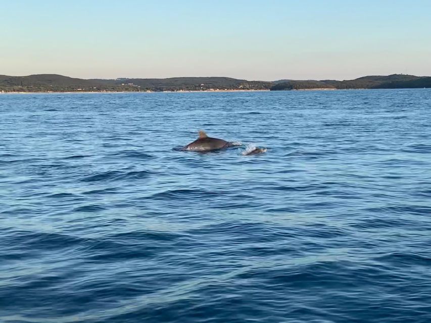 Vrsar: Dolphin-Watching Sunset Adventure with Speedboat - The sunset portion: when the Adriatic turns into your viewing deck