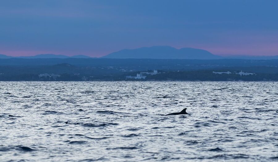 Vrsar: Dolphin-Watching Sunset Adventure with Speedboat - How to think about that dolphin guarantee, really