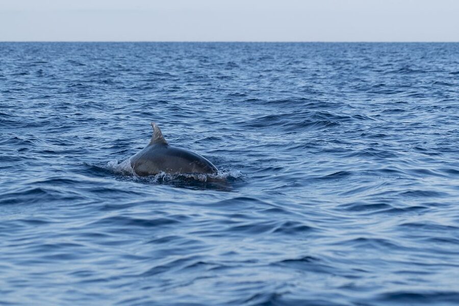 Vrsar: Dolphin-Watching Sunset Adventure with Speedboat - Boats, group size, and comfort: up to 15 people per speedboat