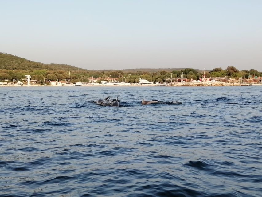 Vrsar: Dolphin-Watching Sunset Adventure with Speedboat - Pets on board: the practical win for non-mainstream travel