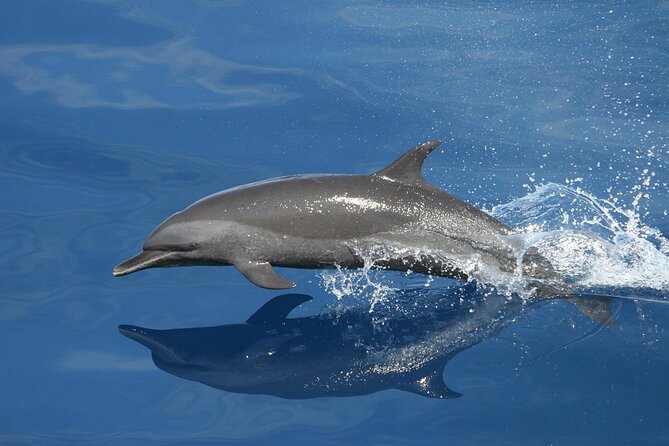 Vrsar, Lim Fjord and Rovinj Day Tour by Boat with Drinks - Dolphins: how to think about the about 20% chance